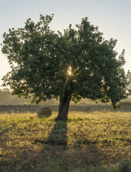 Nuestra Historia Esprit Jardín