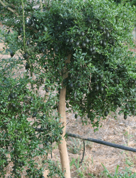 Nuestra Historia Esprit Jardín